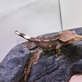 아잔틱