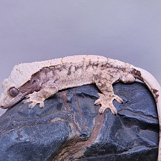 노멀 트라이 드리피