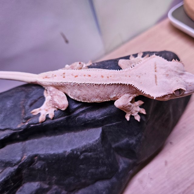 릴리100%헷아잔틱