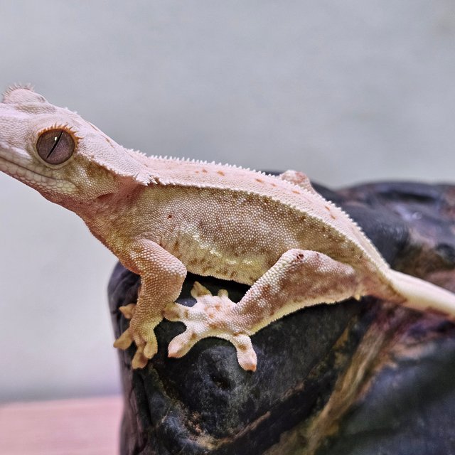 릴리100%헷아잔틱