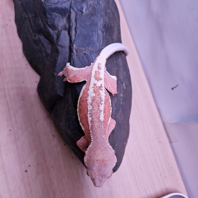 릴리100%헷아잔틱 팬텀 100%헷아잔틱