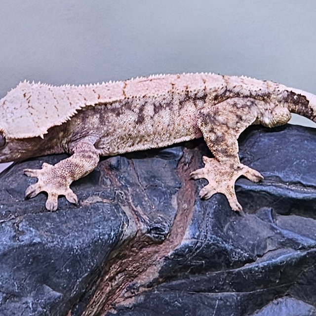 노멀 트라이 드리피