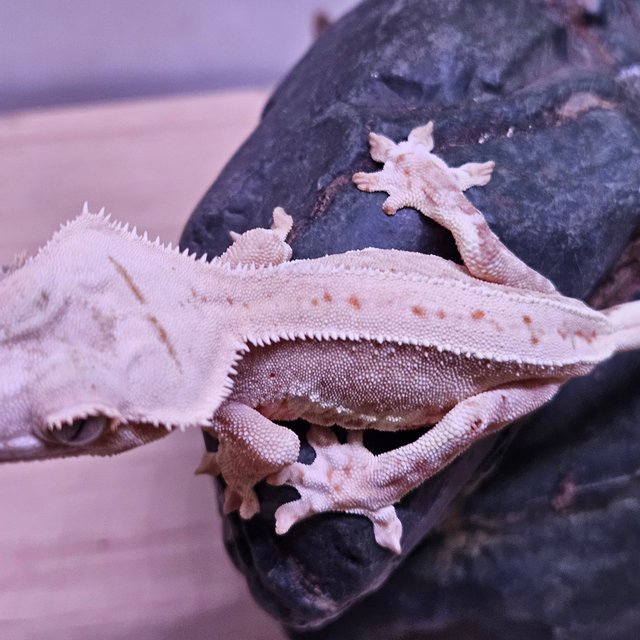 릴리100%헷아잔틱