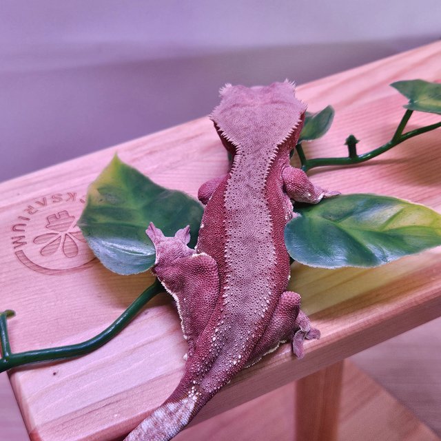 노멀 화이트포트홀 레드