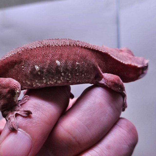 노멀 화이트포트홀 레드