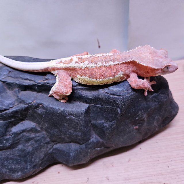 릴리100%헷아잔틱 팬텀 100%헷아잔틱