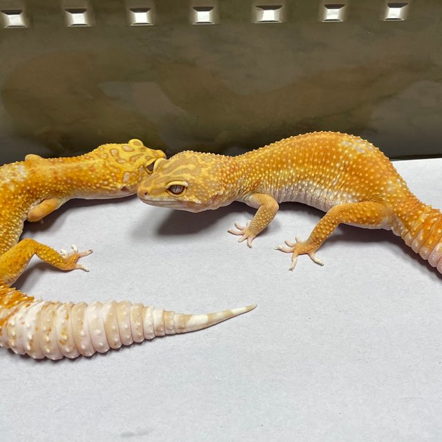 W&Y 트램퍼알비노