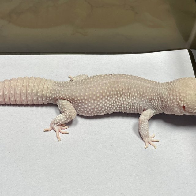 블레이징블리자드