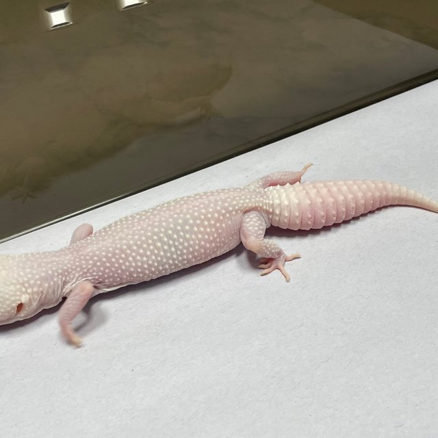 디아블로블랑코 스노우