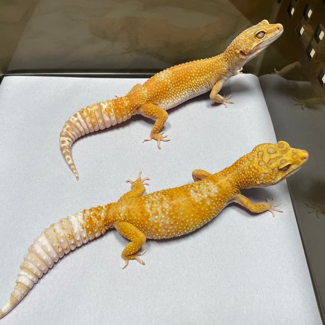 W&Y 트램퍼알비노