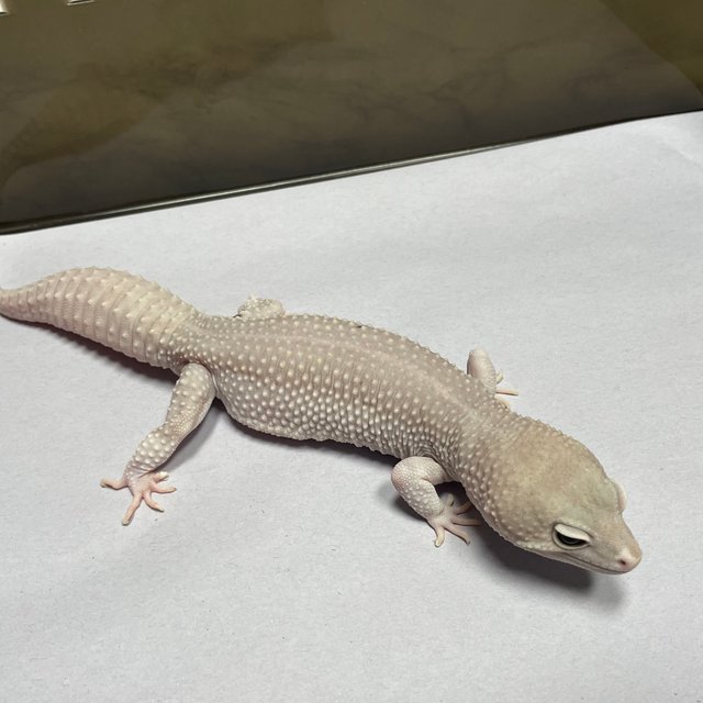 블레이징블리자드