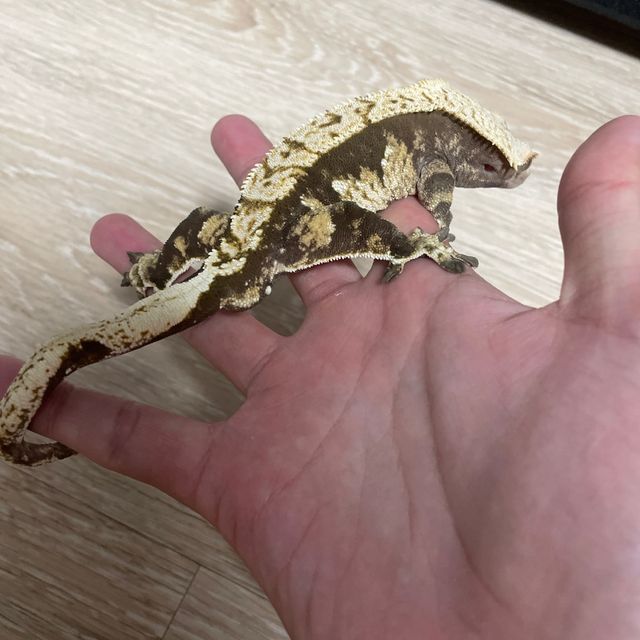 할리퀸 텐저린