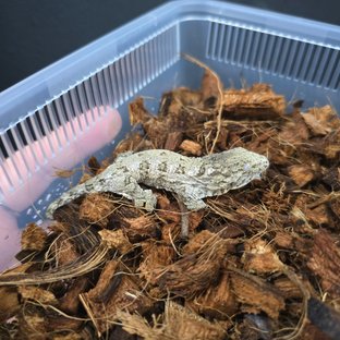 GT 코기스 트로거