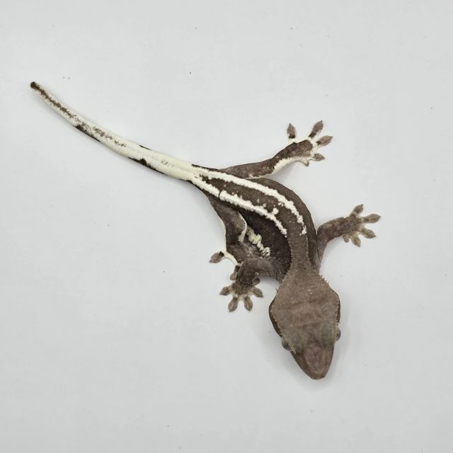 릴잔틱
