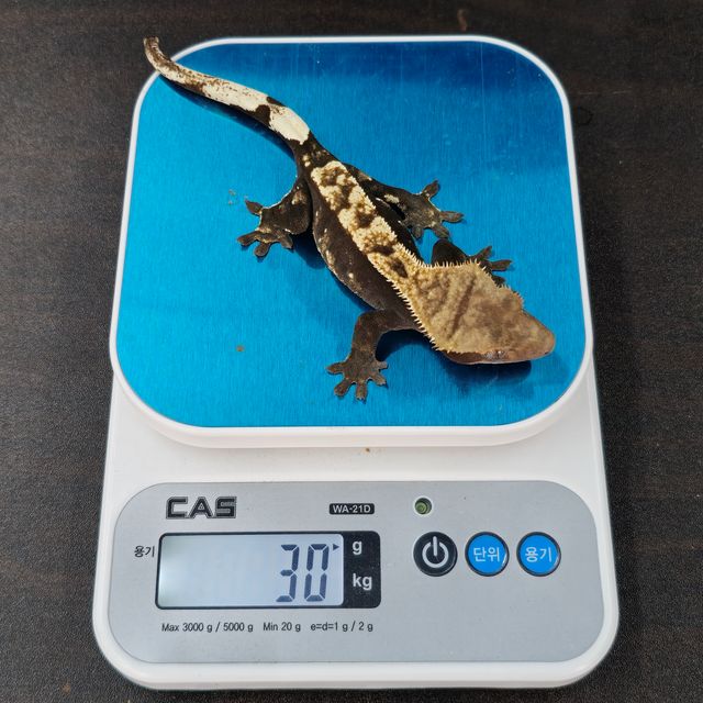 다크 할리퀸 노멀
