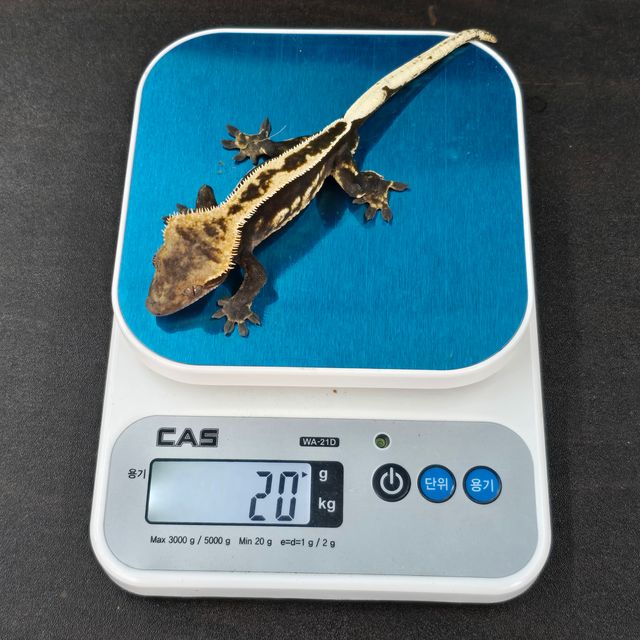 다크 쿼드 풀핀 엠티백