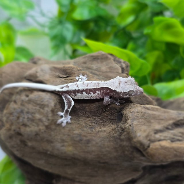 세이블 릴잔틱 릴리 세이블 아잔틱