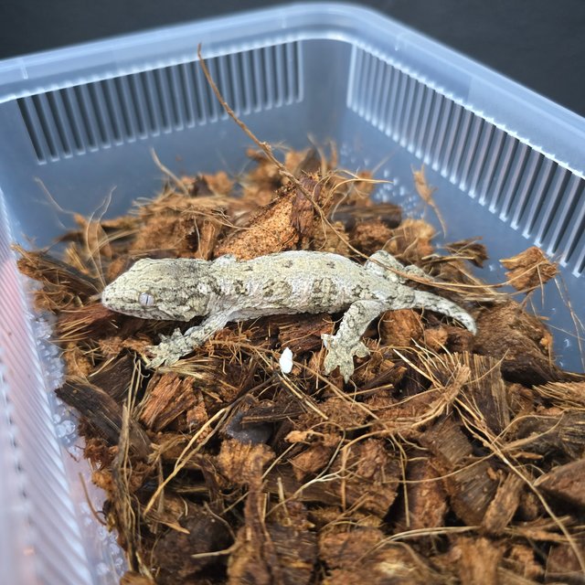 GT 코기스 트로거