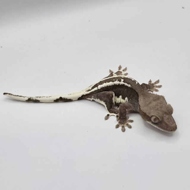 릴잔틱