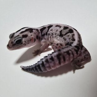 화이트아웃 오레오