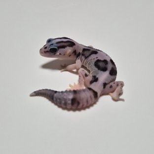 화이트아웃 오레오