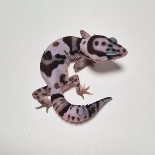 화이트아웃 오레오