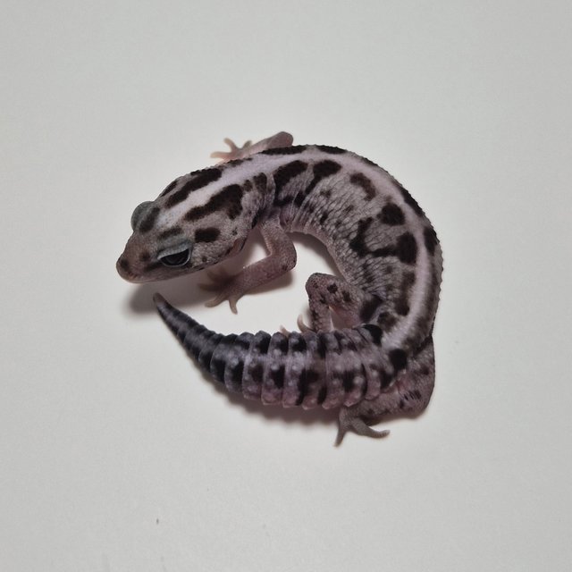 화이트아웃 오레오