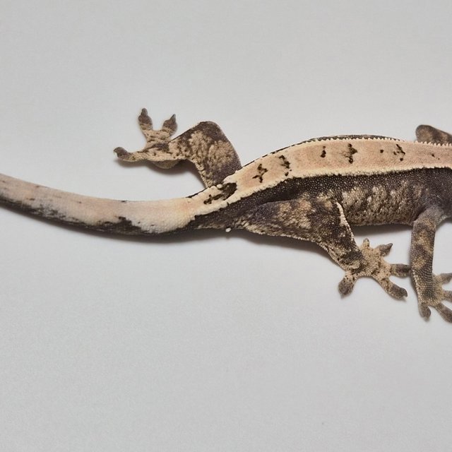 노멀 100%헷아잔틱