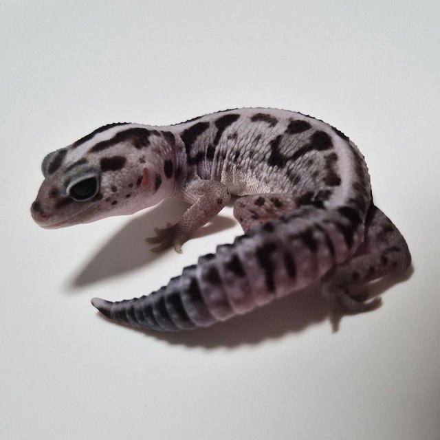 화이트아웃 오레오