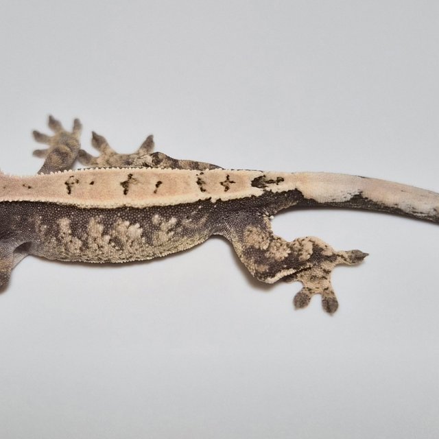 노멀 100%헷아잔틱