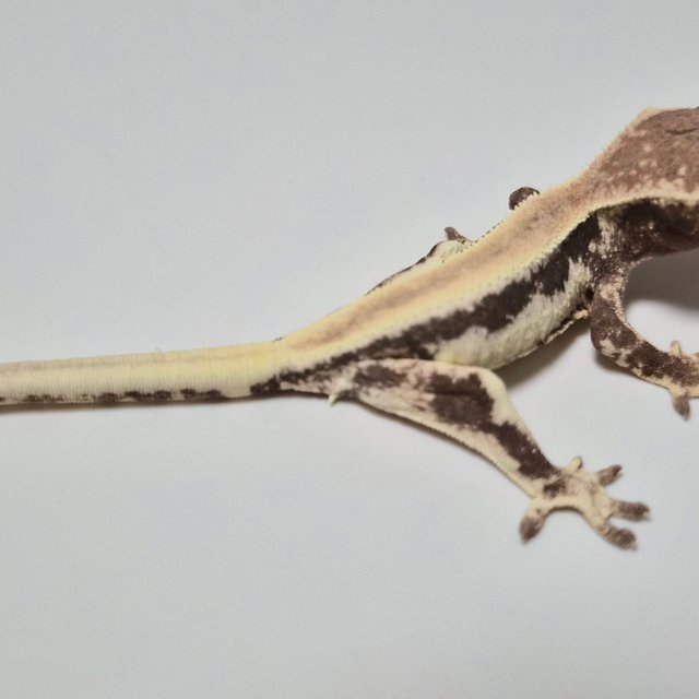 프라푸치노 릴리화이트