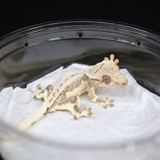 릴리화이트 크림