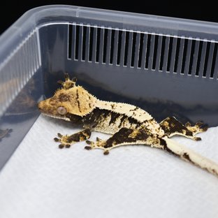 트라이 익스트림할리퀸