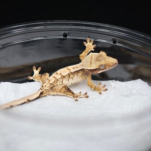 트라이 익스트림할리퀸