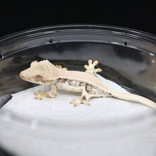 솔리드백 릴리화이트