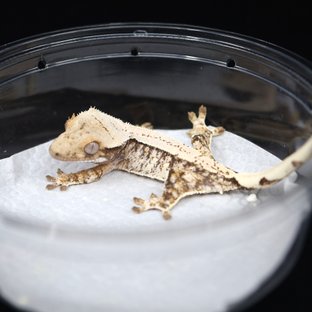 노멀 드리피 화이트스팟