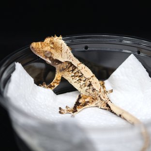 드리피 화이트스팟 트라이 익스트림할리퀸