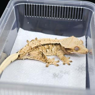 트라이 익스트림할리퀸