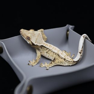 드리피 화이트스팟