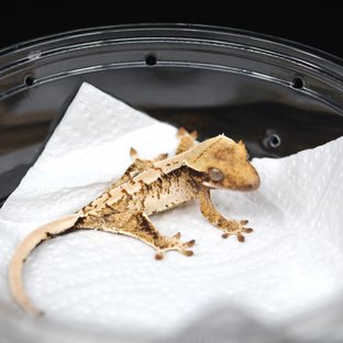 Tri Extreme Harlequin