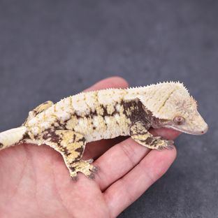 벨라