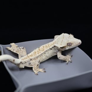 드리피 화이트스팟