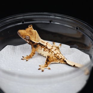 트라이 익스트림할리퀸