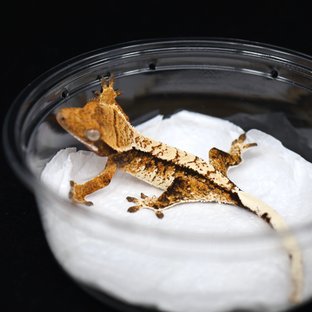 텐저린 트라이 익스트림할리퀸