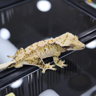 Tri Extreme Harlequin