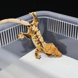 트라이 익스트림할리퀸