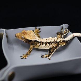 트라이 익스트림할리퀸