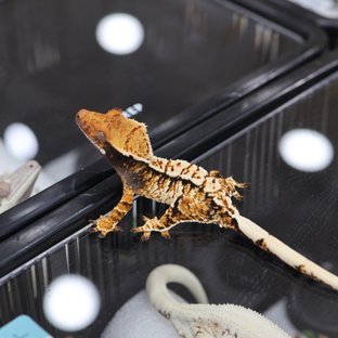 Tangerine Tri Extreme Harlequin