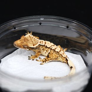 Tri Extreme Harlequin