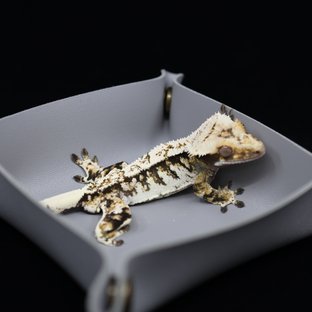 트라이 익스트림할리퀸